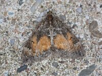 Dysstroma truncata 5, Schimmelspanner, Sazifraga-Luc Hoogenstein