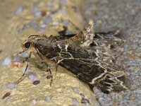 Ecliptopera silaceata #14131 : Ecliptopera silaceata, Marmerspanner