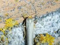 Eilema complana 3, Streepkokerbeertje, Saxifraga-Bart Vastenhouw