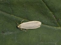 Eilema depressa, Buff Footman