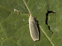 Eilema lurideola, Common Footman