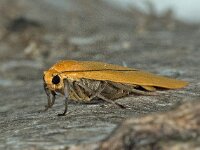 Eilema sororcula 03, Geel beertje, AHB  Eilema sororcula, Geel beertje Springendal op 12 mei 2018 Validatie Zie https://waarneming.nl/waarneming/view/156515462 : Groep Nachtvlinders, Saxifraga ingezonden, Soortenregister ingezonden, Waarneming.nl