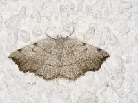 Eilicrinia trinotata