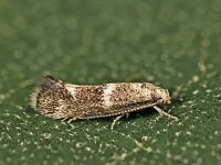 Elachista alpinella