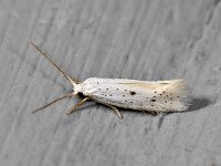 Elachista dispunctella