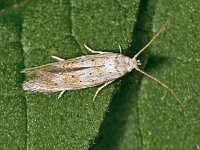 Elachista pollinariella