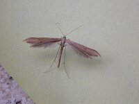 Emmelina monodactyla