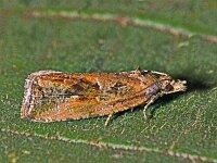 Endothenia ericetana