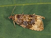 Endothenia gentianaeana