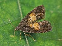 Endothenia nigricostana