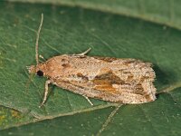 Endothenia quadrimaculana