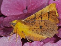 Ennomos alniaria 2, Geelschouderspanner, Saxifraga-Ab H Baas