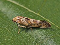 Epermenia insecurella