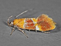 Epicallima bruandella