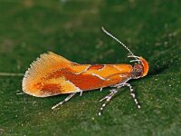 Epicallima formosella