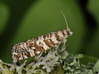 Epinotia tedella 2, Saxifraga-Ab H Baas
