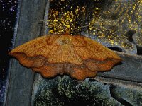 Epione repandaria, Bordered Beauty
