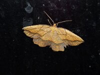 Epione repandaria 5, Puntige zoomspanner, Saxifraga-Joep Steur