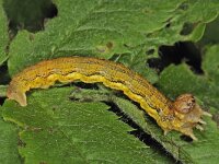 Erannis defoliaria 14, Grote wintervlinder, Saxifraga-Ab H Baas