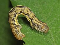 Erannis defoliaria 15, Grote wintervlinder, Saxifraga-Ab H Baas