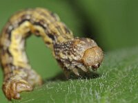 Erannis defoliaria 16, Grote wintervlinder, Saxifraga-Ab H Baas