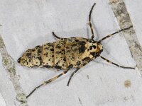 Erannis defoliaria 03 #05394 : Erannis defoliaria, Grote wintervlinder, female
