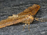 Erannis defoliaria 25, Grote wintervlinder, Saxifraga-Ab H Baas