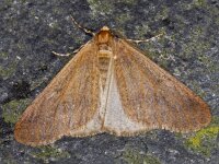 Erannis defoliaria 27, Grote wintervlinder, Saxifraga-Ab H Baas