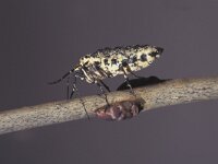 Erannis defoliaria 7, Grote wintervlinder, Saxifraga-Frits Bink