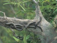 Eriogaster lanestris, Small Eggar