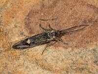 Esperia sulphurella 03, esperiamot, AHB  Esperia sulphurella, esperiamot Aangetroffen op 7 januari 2018 in een doos waar een stuk schors enige weken daarvoor was opgeborgen. Kennelijk door de warmte binnenshuis uit de cocon gekropen.De coconresten niet gevonden Validatie waarneming.nl Zie: https://waarneming.nl/waarneming/view/147457430