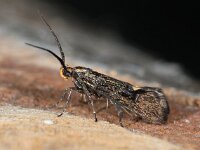 Esperia sulphurella 04, esperiamot, AHB  Esperia sulphurella, esperiamot Aangetroffen op 7 januari 2018 in een doos waar een stuk schors enige weken daarvoor was opgeborgen. Kennelijk door de warmte binnenshuis uit de cocon gekropen.De coconresten niet gevonden Validatie waarneming.nl Zie: https://waarneming.nl/waarneming/view/147457430