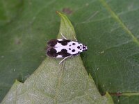 Ethmia quadrillella