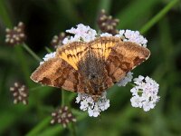 Euclidia glyphica, Burnet Companion