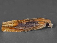 Eucosma flavispecula