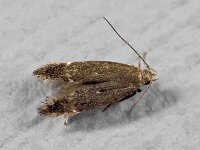 Eulamprotes plumbella