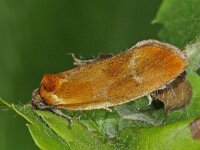 Eulia ministrana 2, Papegaaibladroller, Saxifraga-Ab H Baas