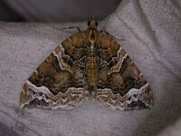 Eulithis prunata, The Phoenix
