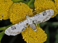 Eupithecia centaureata, Lime-speck Pug
