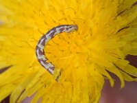 Eupithecia centaureata 4, Zwartvlekdwergspanner, Saxifraga-Tom Heijnen