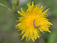 Eupithecia centaureata 5, Zwartvlekdwergspanner, Saxifraga-Tom Heijnen