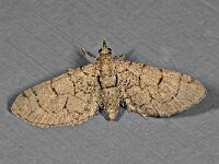 Eupithecia silenicolata