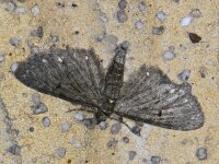 Eupithecia tripunctaria, White-spotted Pug