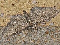 Eupithecia virgaureata, Golden rod-Pug