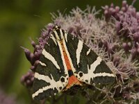 Euplagia quadripunctaria 19, Spaanse vlag, Saxifraga-Jan van der Straaten
