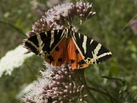 Euplagia quadripunctaria 3, Spaanse vlag, male, Saxifraga-Jan van der Straaten