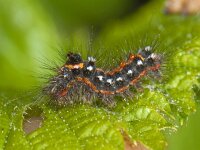 Euproctis similis #06475 : Euproctis similis, Donsvlinder, Yellow-tail, caterpillar