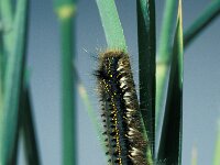 Euthrix potatoria 10, Rietvink, Saxifraga-Frits Bink