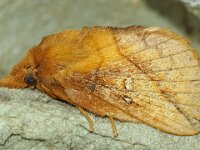 Euthrix potatoria 11, Rietvink, Saxifraga-Foto Fitis-Adriaan Dijksen