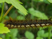 Euthrix potatoria 12, Rietvink, Saxifraga-Ben Delbaere